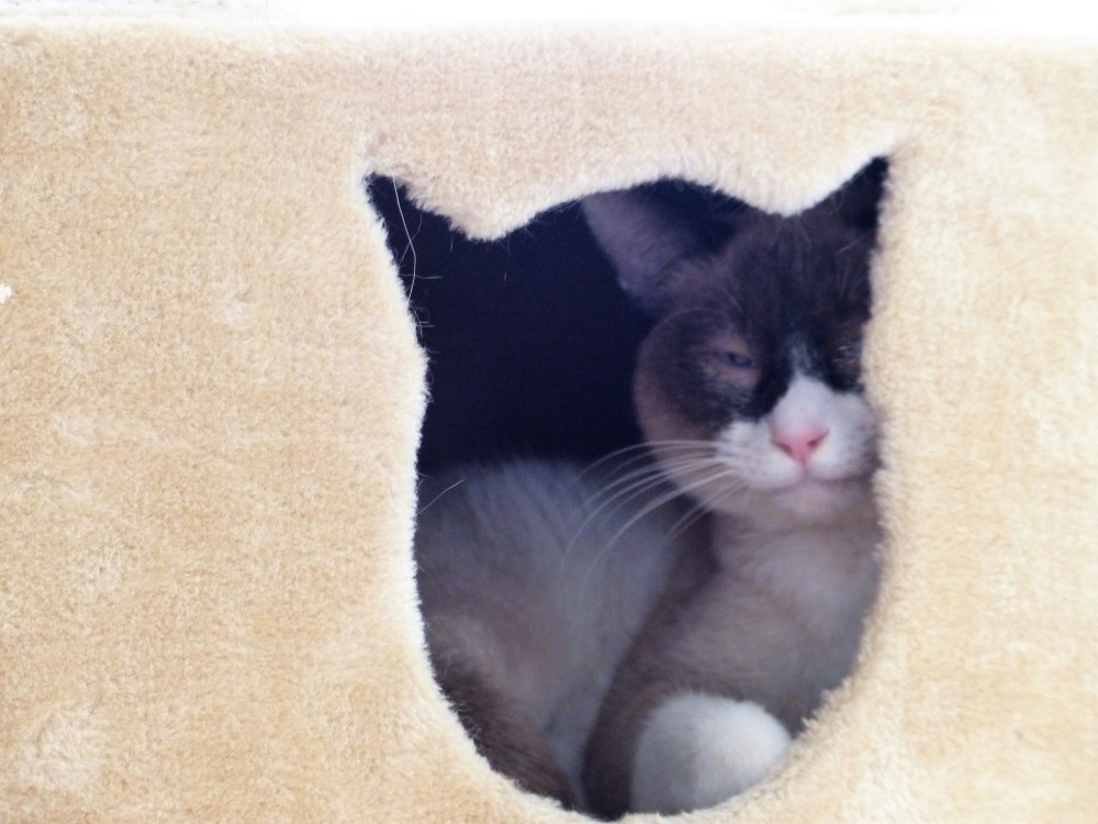 ねこ
